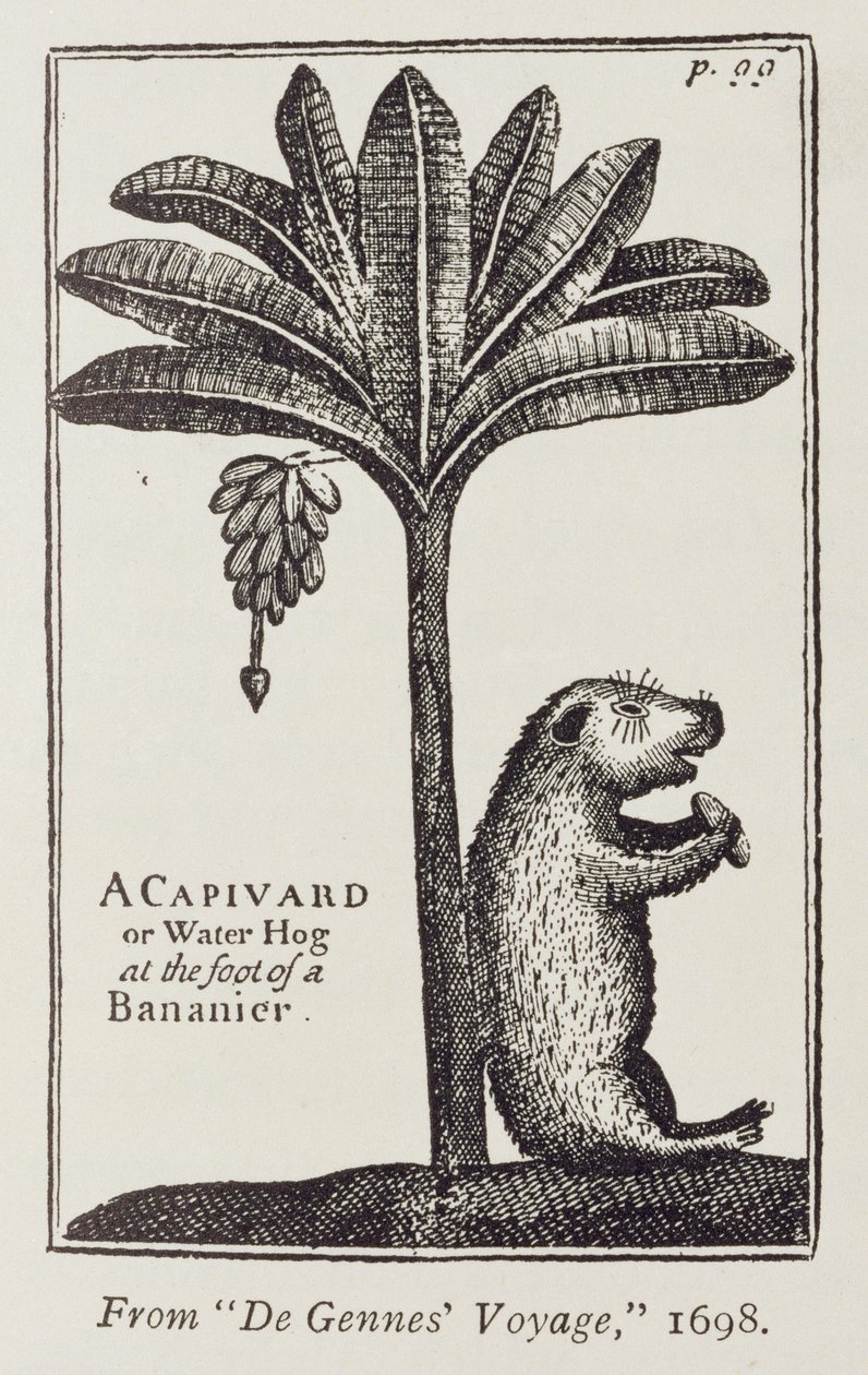 Capivard tai vesisika banaanierin juurella, de Gennesin teoksesta "Voyage to the Straits of the Magellan", kirjoittanut Sieur Froger, 1698, teoksesta "The Romance of the River Plate", osa. Minä, W. H. Koebel, 1914 tekijältä American School