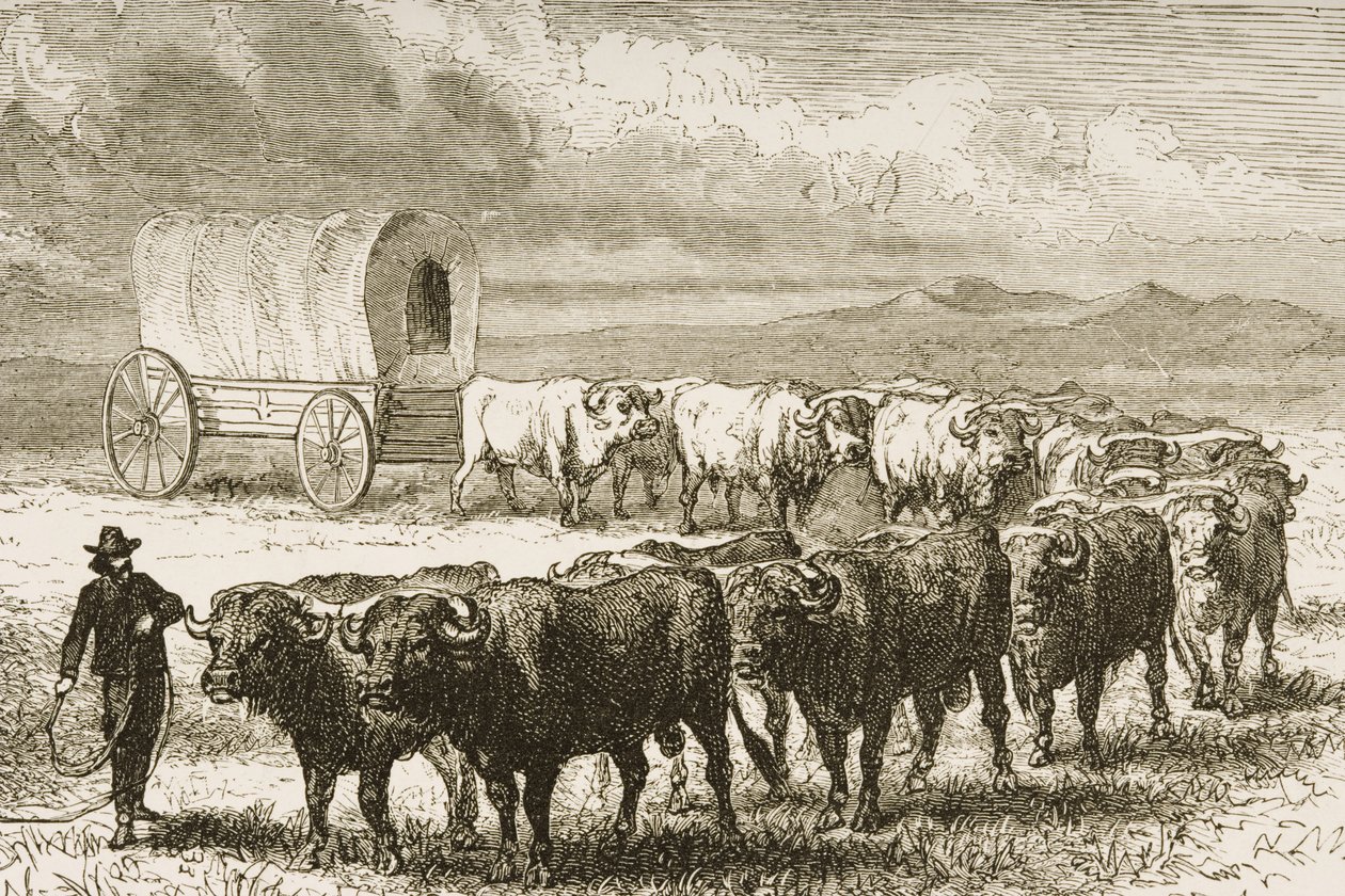 A Bullock Wagon ylittää Great Plainsin St. Louisin ja Denverin välillä, n. 1870, American Picturesista, julkaisija The Religious Tract Society, 1876 (kaiverrus) tekijältä English School