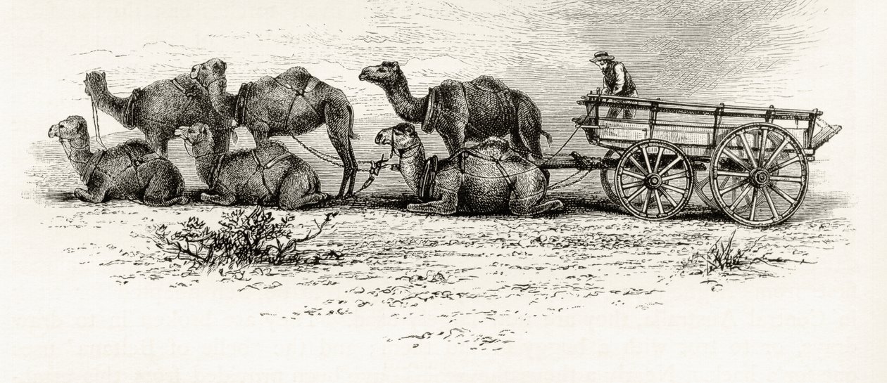 Kamelit, joita käytettiin materiaalien kuljettamiseen autiomaassa Australiassa, noin 1880, Howard Willoughbyn "Australian Pictures" -julkaisusta, julkaisija Religious Tract Society, Lontoo, 1886 tekijältä English School