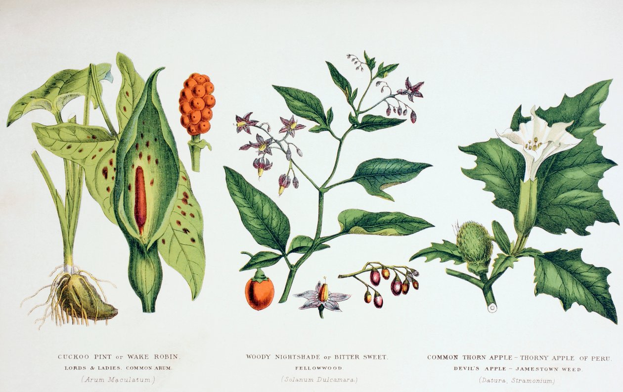 Common Poisonous Plants, n. 1890 (värinen kaiverrus) tekijältä English School