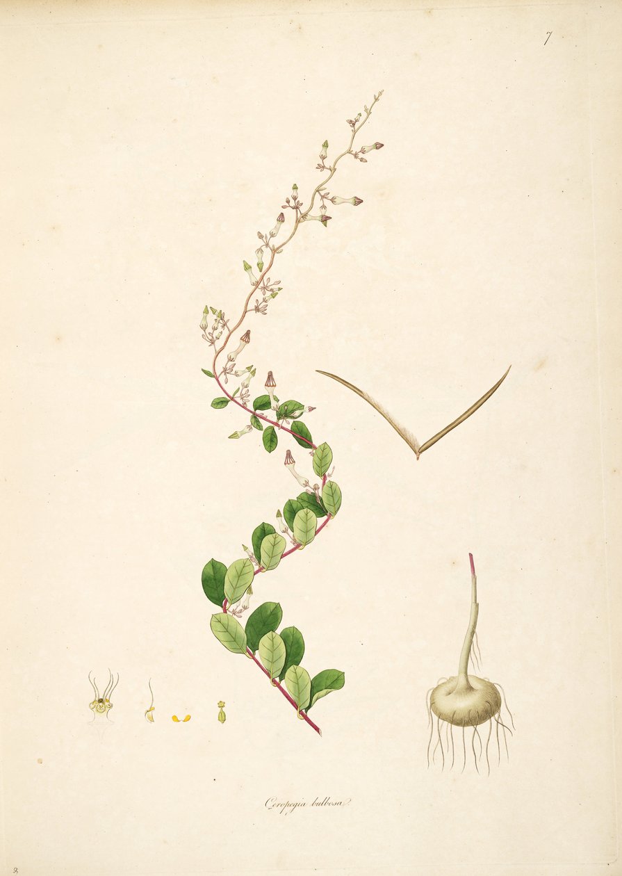 Kuva Ceropegia bulbosa, Apocynaceae, Asclepiadoideae tekijältä anonymus