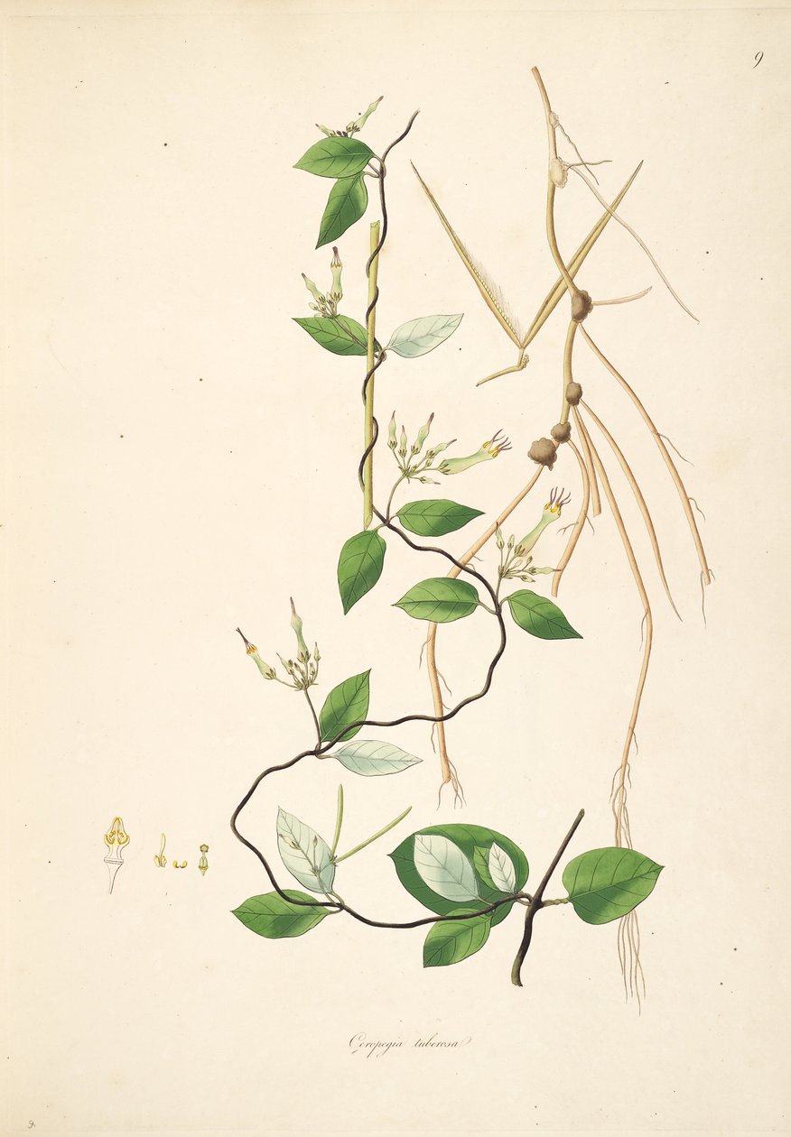 Kuva Ceropegia tuberosa (= Ceropegia candelabrum subsp. Tuberosa), Apocynaceae, Asclepiadoideae tekijältä anonymus