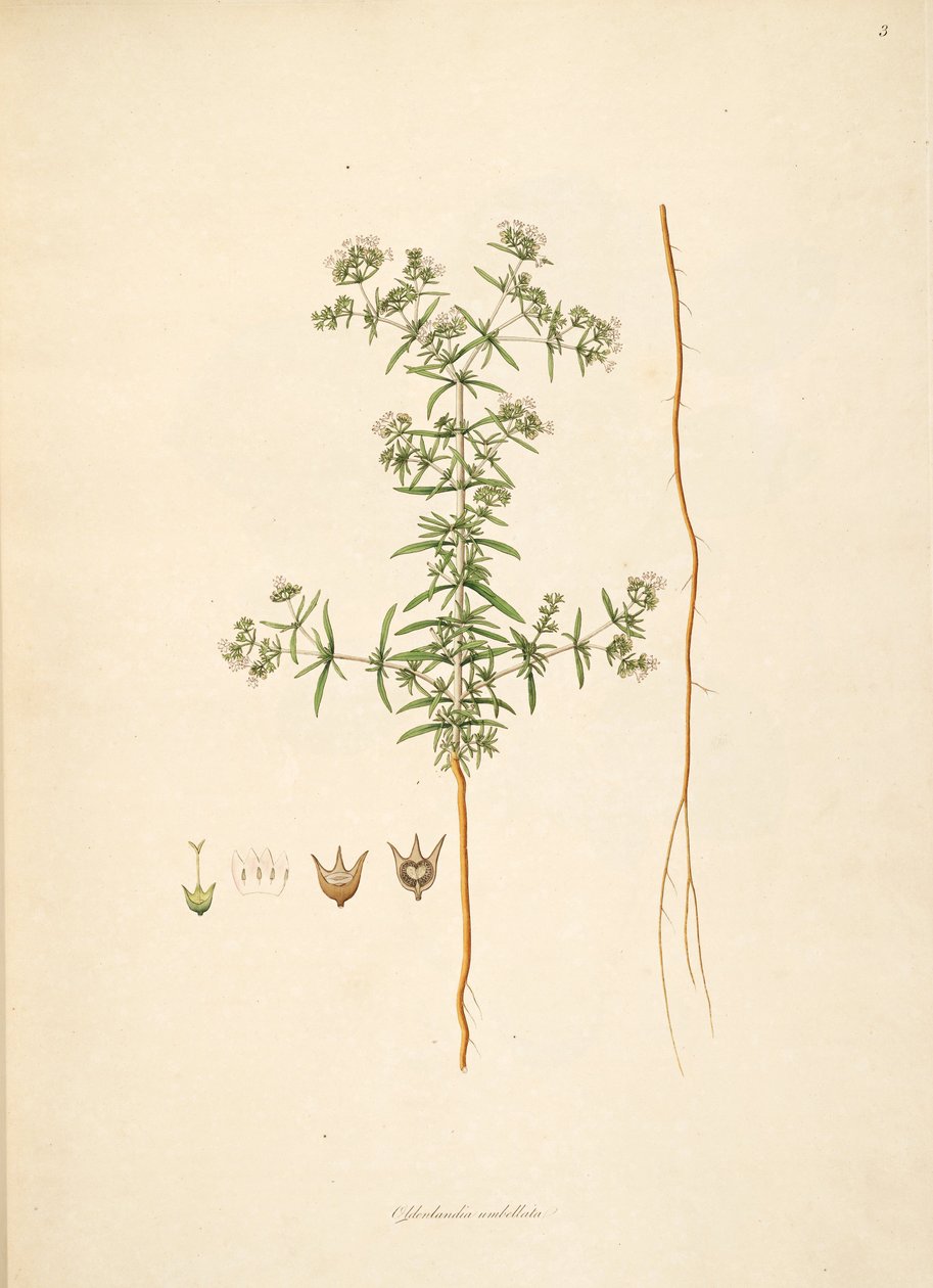 Kuva Oldenlandia umbellata, Rubiaceae tekijältä anonymus