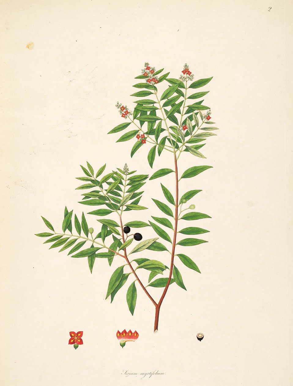 Kuva Sirium myrtifoliumista (= Santalum -albumi), Santalaceae tekijältä anonymus