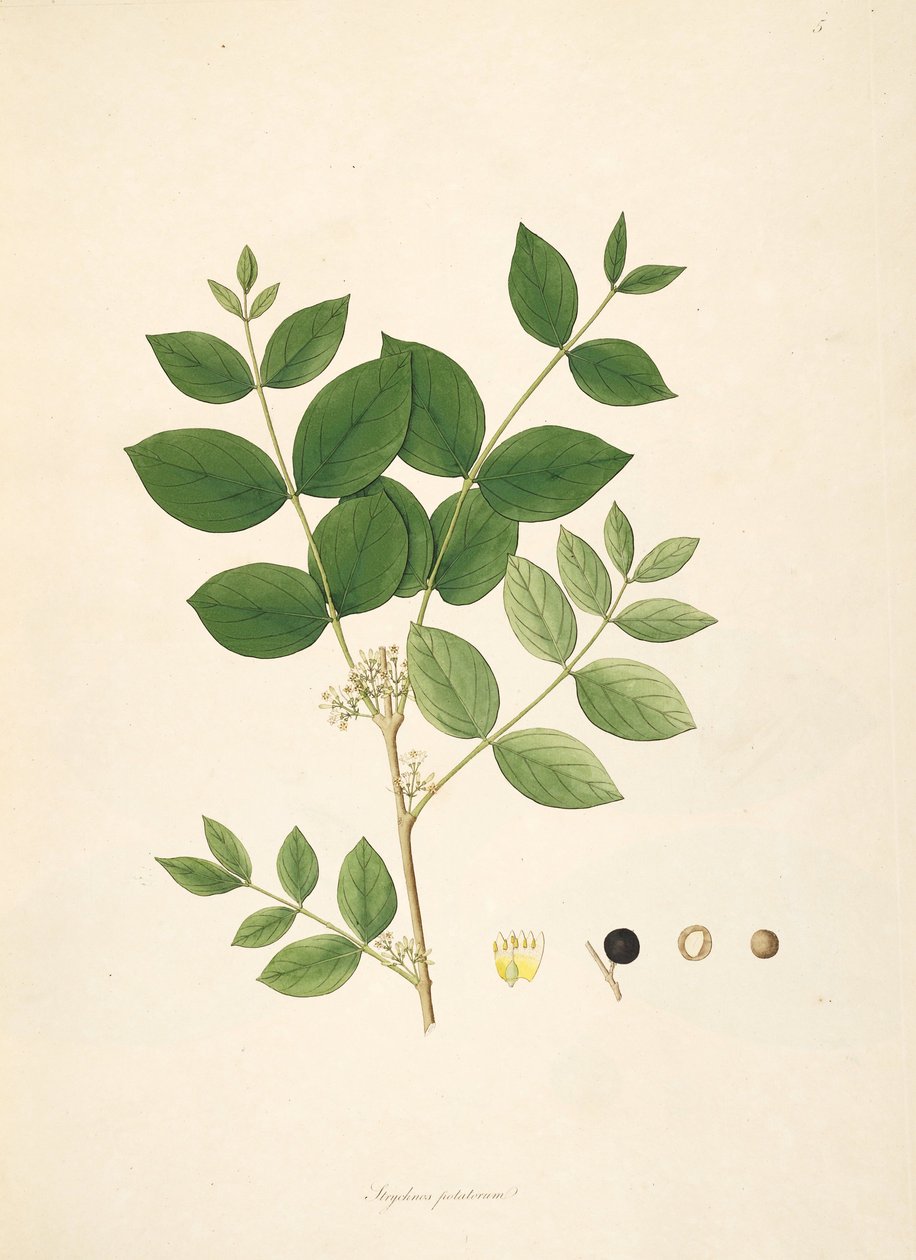 Kuva Strychnos potatorum, Loganiaceae tekijältä anonymus