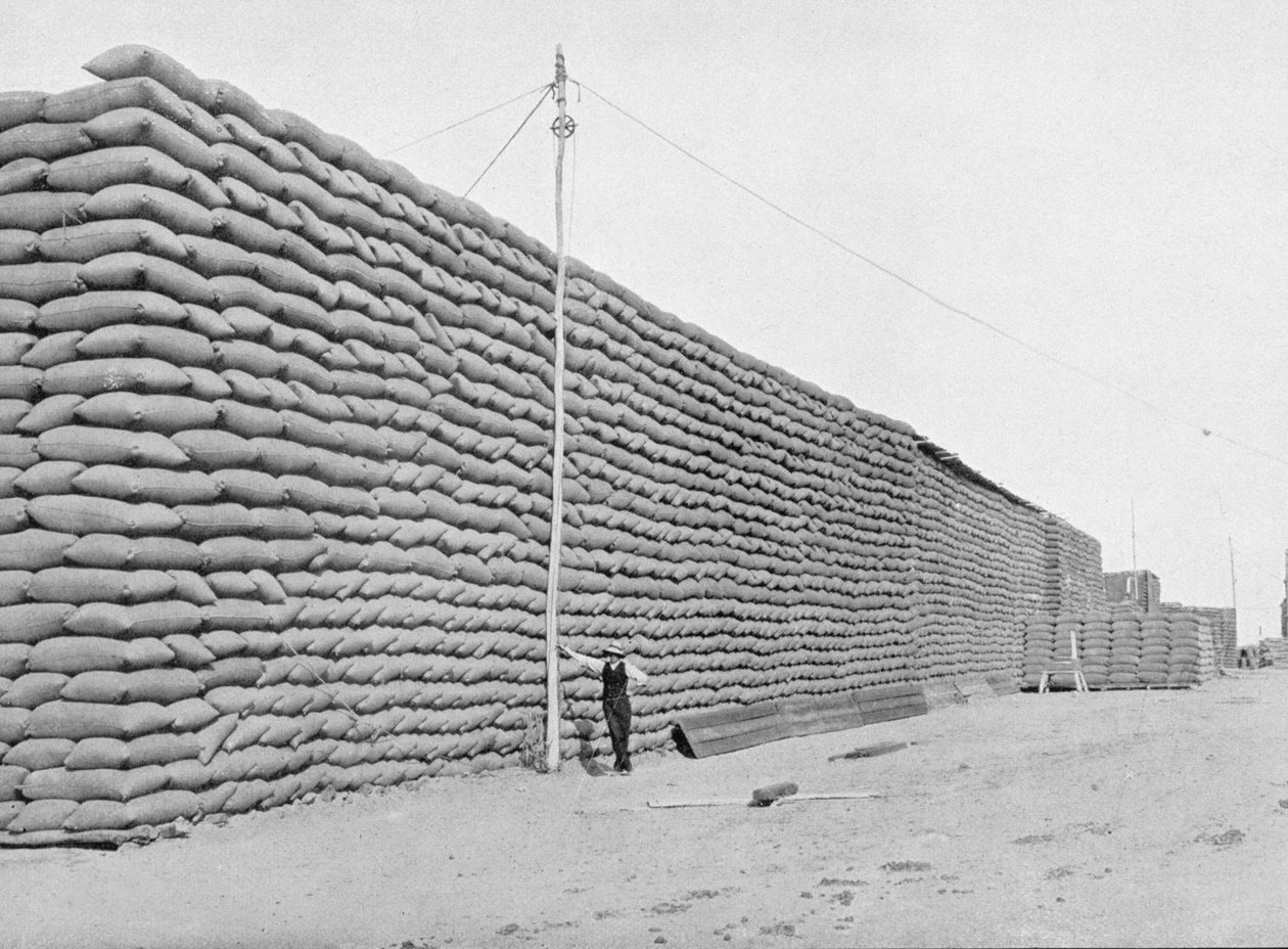 125 000 pussia vehnää odottamassa lähetystä, Etelä-Australia, n. 1900, julkaisusta Under the Southern Cross - Glimpses of Australia, julkaisija Department of External Affairs, Melbourne, 1908 (bw-kuva) tekijältä Australian Photographer