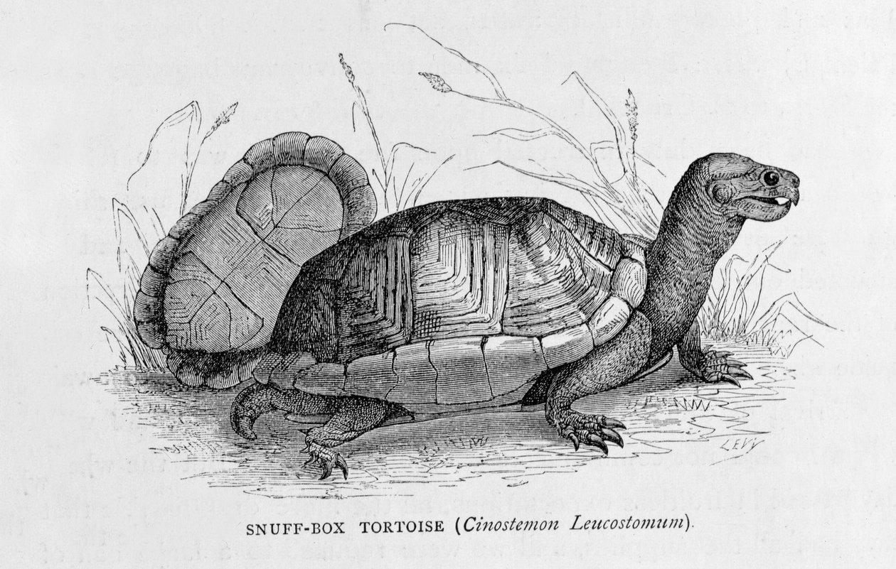 Nuuskakilpikonna (Cinostemon Leucostomum), "Uuden maailman muinaiset kaupungit", kirjoittanut Claude-Joseph-Desire Charnay, pub. 1887 (kaiverrus) tekijältä French School