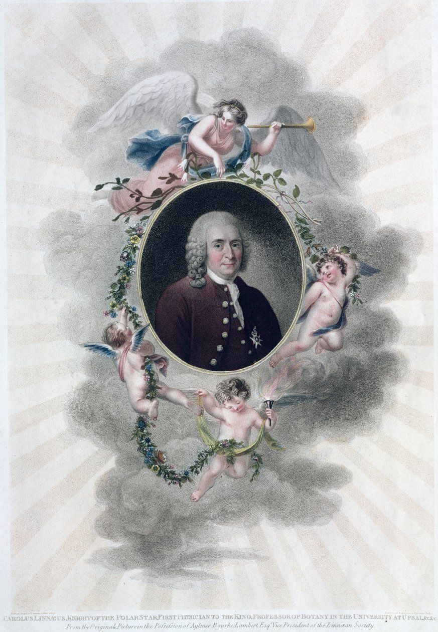 Carolus Linnaeus (1707-78), Jäätähden ritari, kuninkaan ensimmäinen lääkäri, Upsalin yliopiston kasvitieteen professori, kaiverrus Francesco Bartolozzi (1727-1815), julkaistu 1806 (väri) tekijältä Hollman