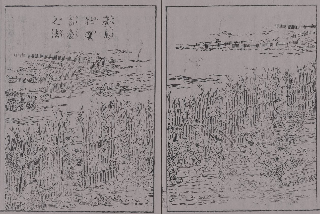 日本 山海 名産 圖 會 第三 巻 広 島 牡蠣 広 島 牡蠣 蓄養 之 法 tekijältä 蔀関月 Kangetsu