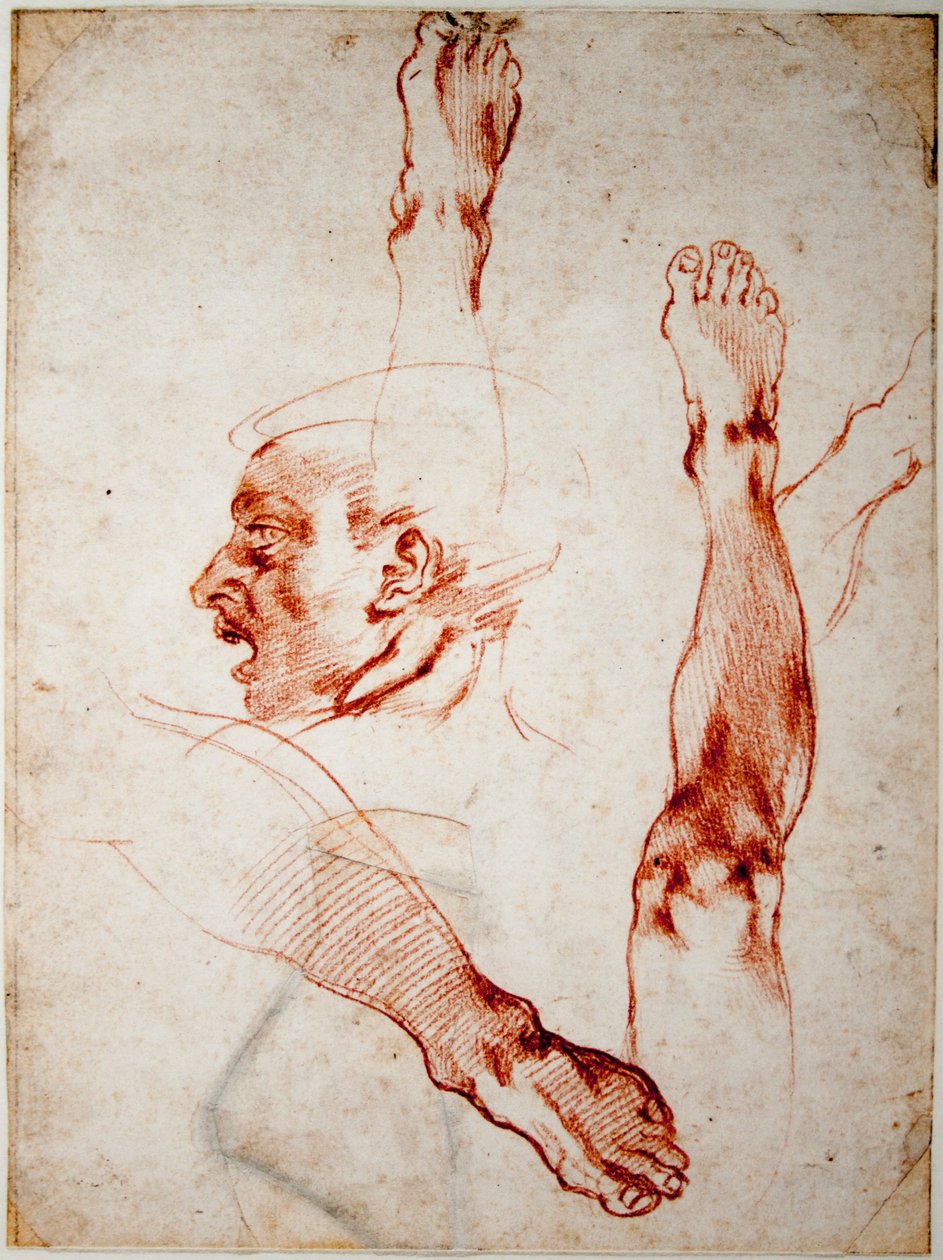 Miespää profiilissa, raajojen tutkimukset tekijältä Michelangelo Buonarroti