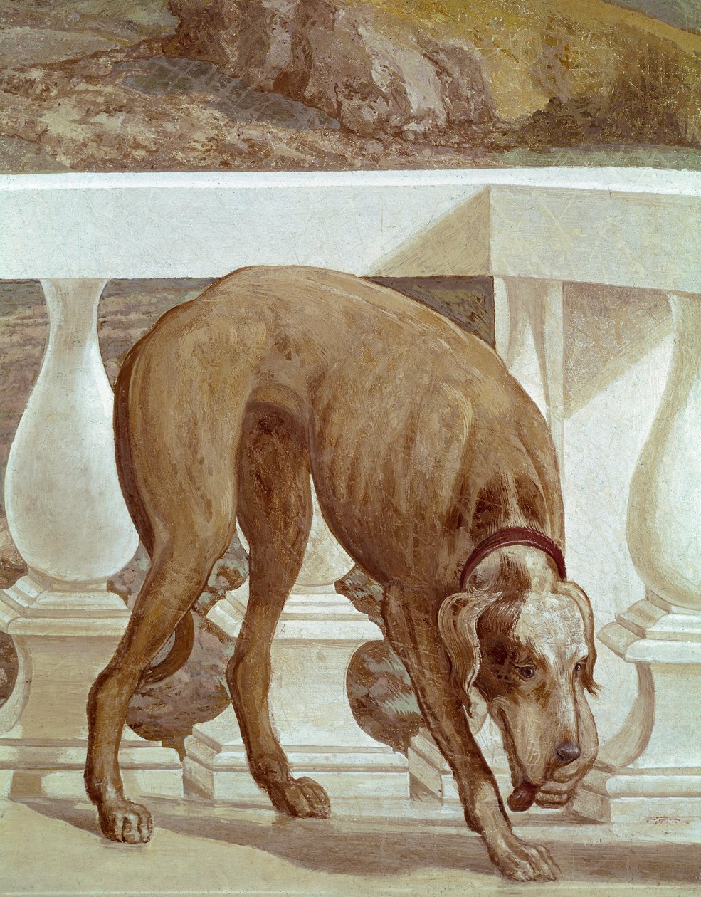 Koira parvekkeella. Tuore yksityiskohta. Paolo Caliarin maalaus nimeltä Paolo Veronese (1528-1588), noin 1561. Fresco Maser (Treviso), Villa Barbaro, Bacchuksen huone tekijältä Veronese