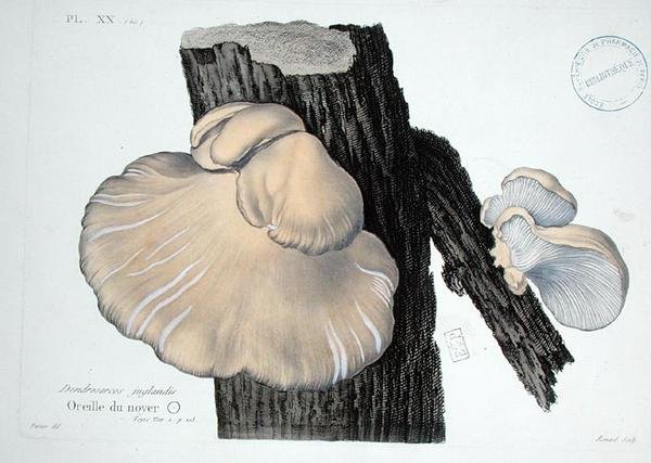 Dendrosarcos juglandis, levy 20 J. H. Leveillen teoksesta "Iconographie des Champignons de J.J. Paulet", kaiverrus Renard tekijältä (after) Fossier