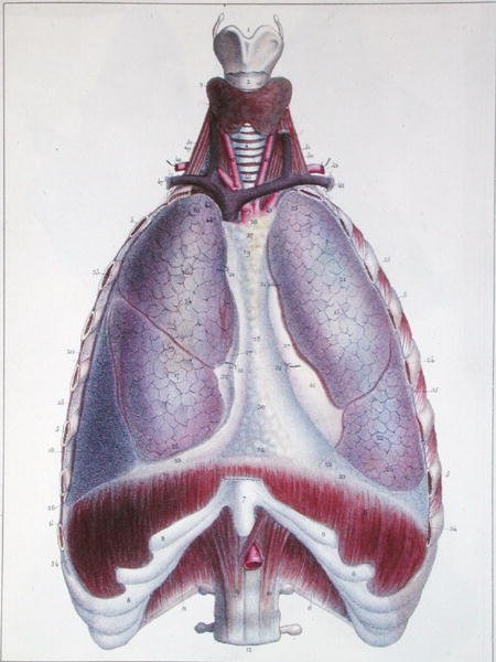 Keuhkojen anatomia Jules Cloquet