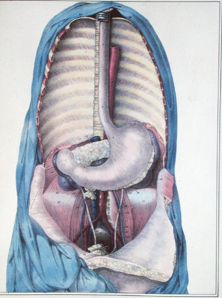 Ruokatorven ja mahalaukun anatomia, Jules Cloquet
