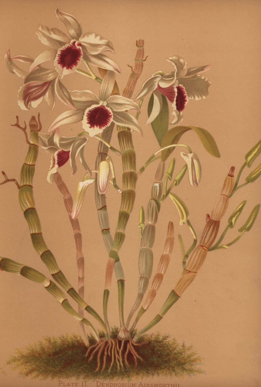 Ainsworths hybridi dendrobium orkidea, Dendrobium x ainsworthii tekijältä Unknown