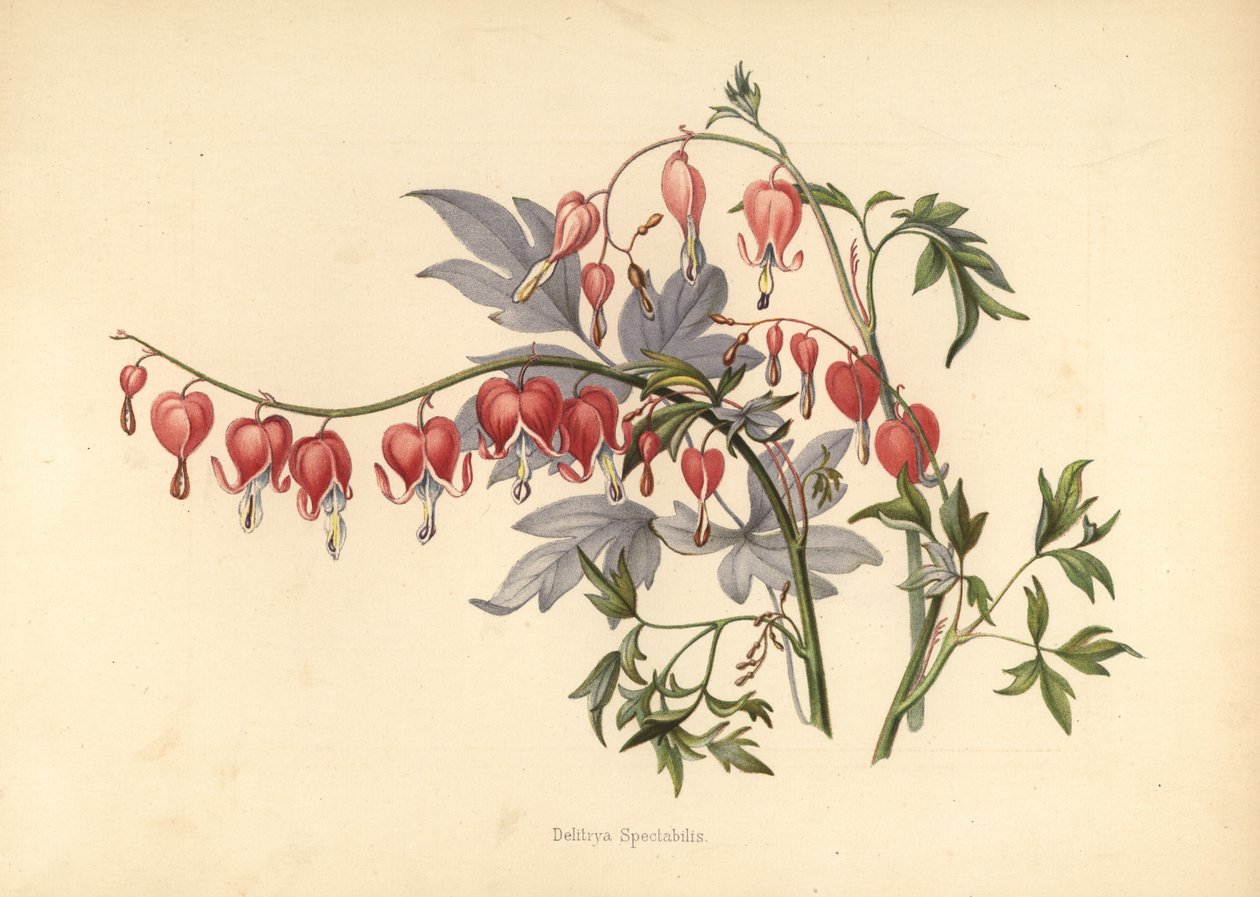 Aasialainen verenvuoto sydän, Lamprocapnos spectabilis (Delitrya spectabilis) tekijältä Unknown