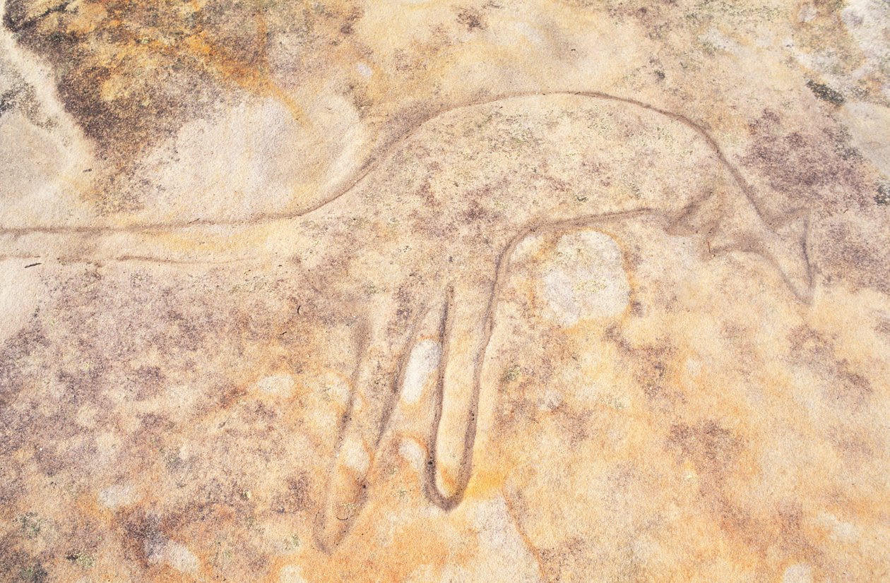 Australia, Sydney, Kuninkaallinen kansallispuisto, Jibbon Head, aboriginaalien kallioveisto kengurusta tekijältä Unknown