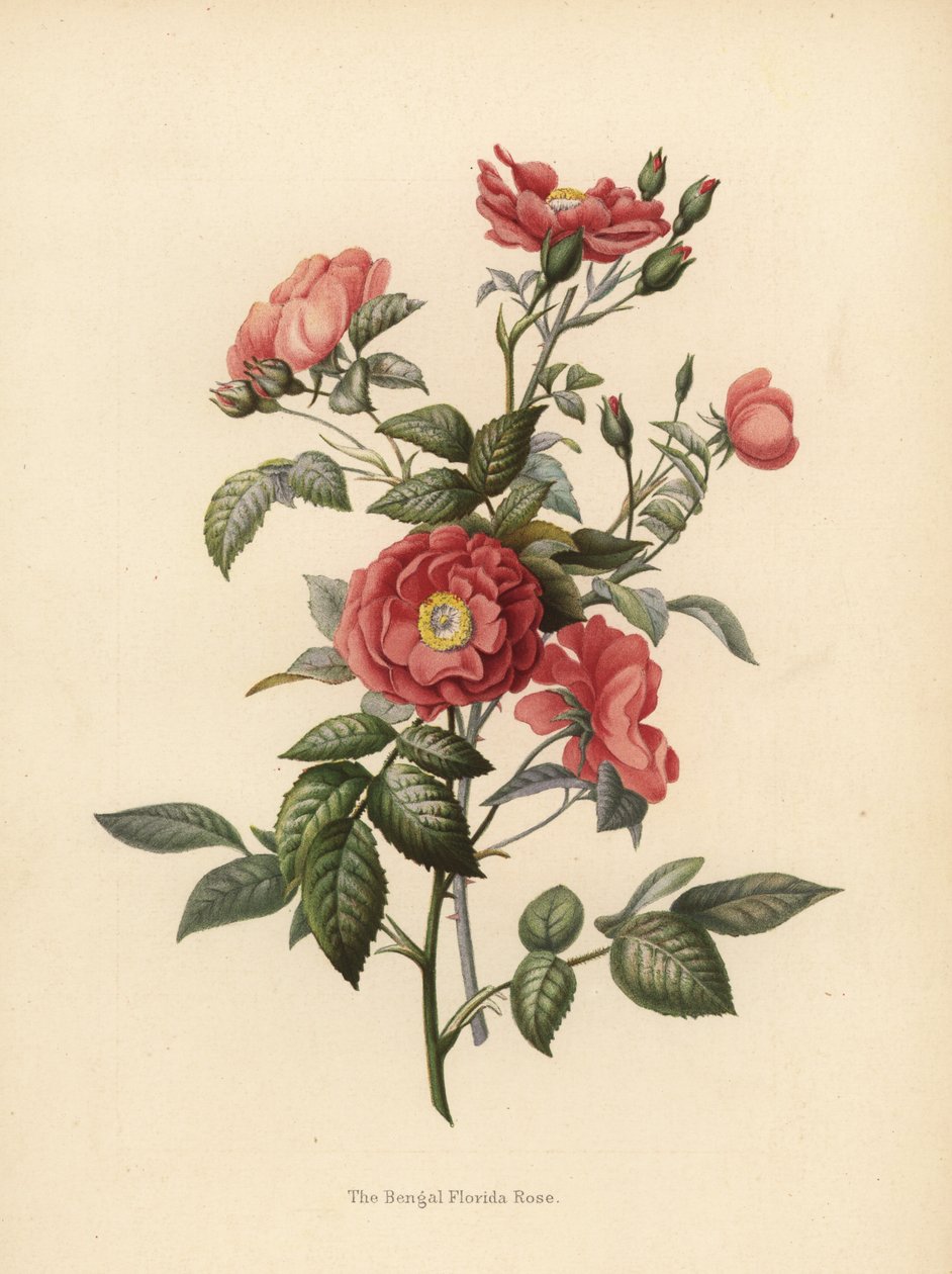 Bengal Florida ruusu, Rosa chinensis (Rosa bengalensis) tekijältä Unknown