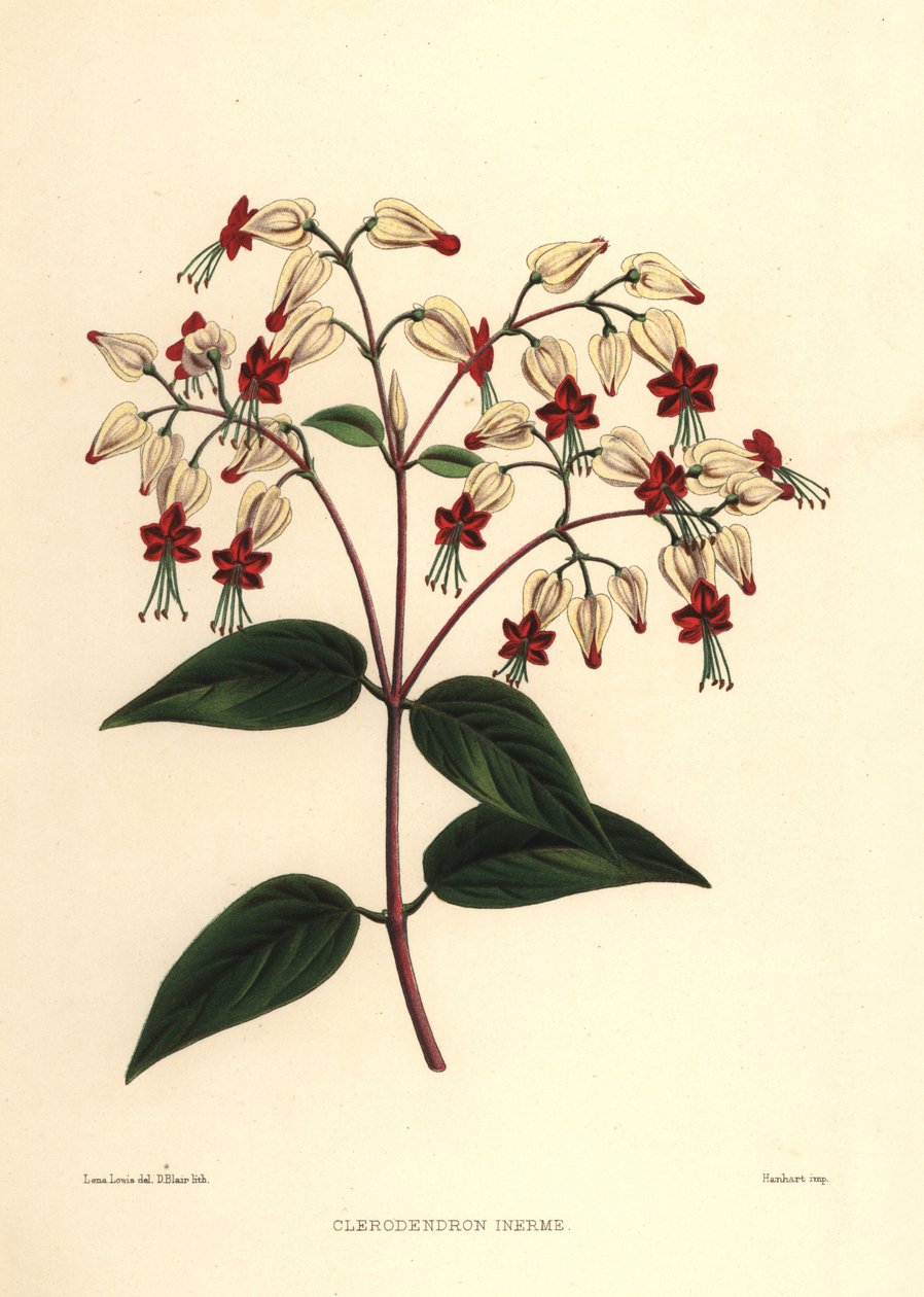 Verenvuoto tai kauneuspensas, Clerodendrum thomsoniae (Clerodendron inerme, Clerodendron thomsones) tekijältä Unknown