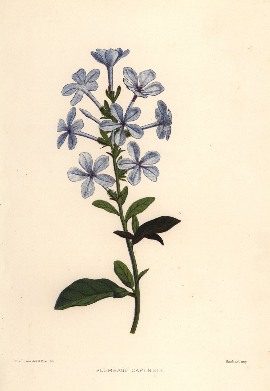 Blue plumbago tai Cape leadwort, Plumbago auriculata (Plumbago capensis) tekijältä Unknown