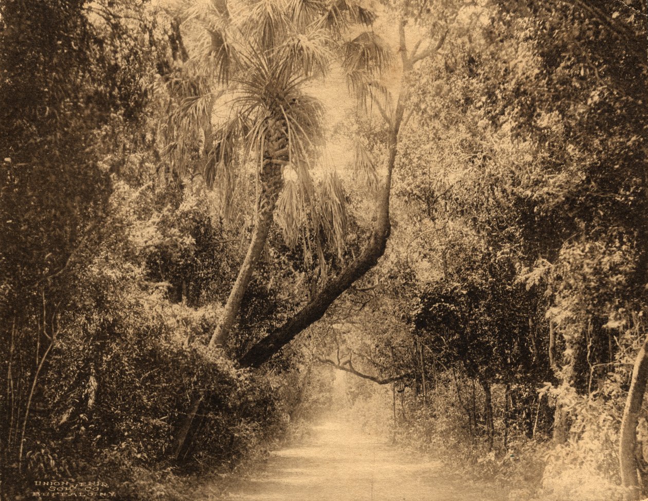 Brickell Hammock, Florida, n. 1910 tekijältä Unknown