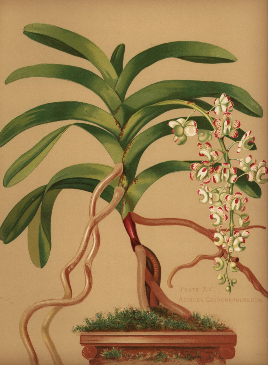 Kissanhäntä- tai kettuharjaorkidea, Aerides quinquevulnera tekijältä Unknown