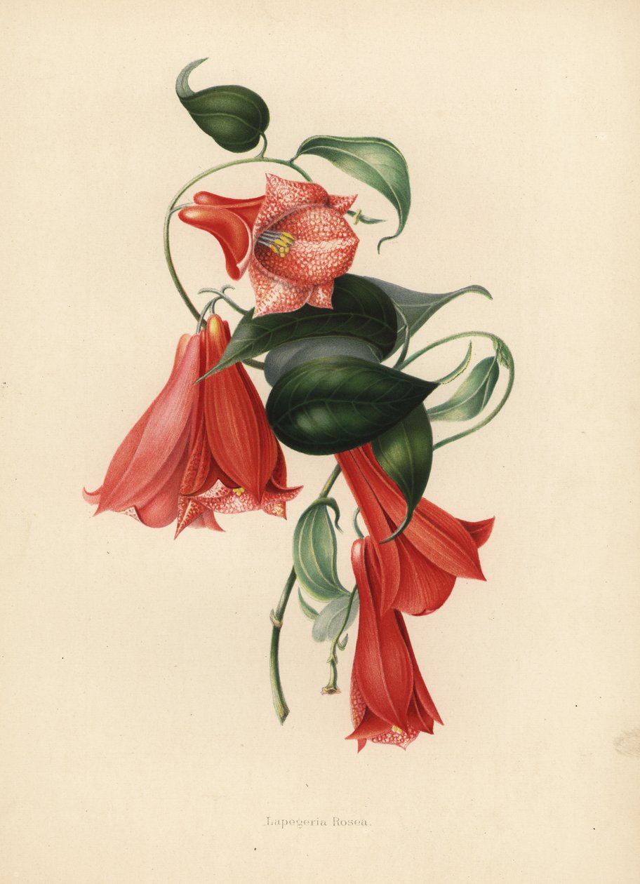 Chilen kellokukka tai copihue, Lapageria rosea (Lapegeria rosea) tekijältä Unknown