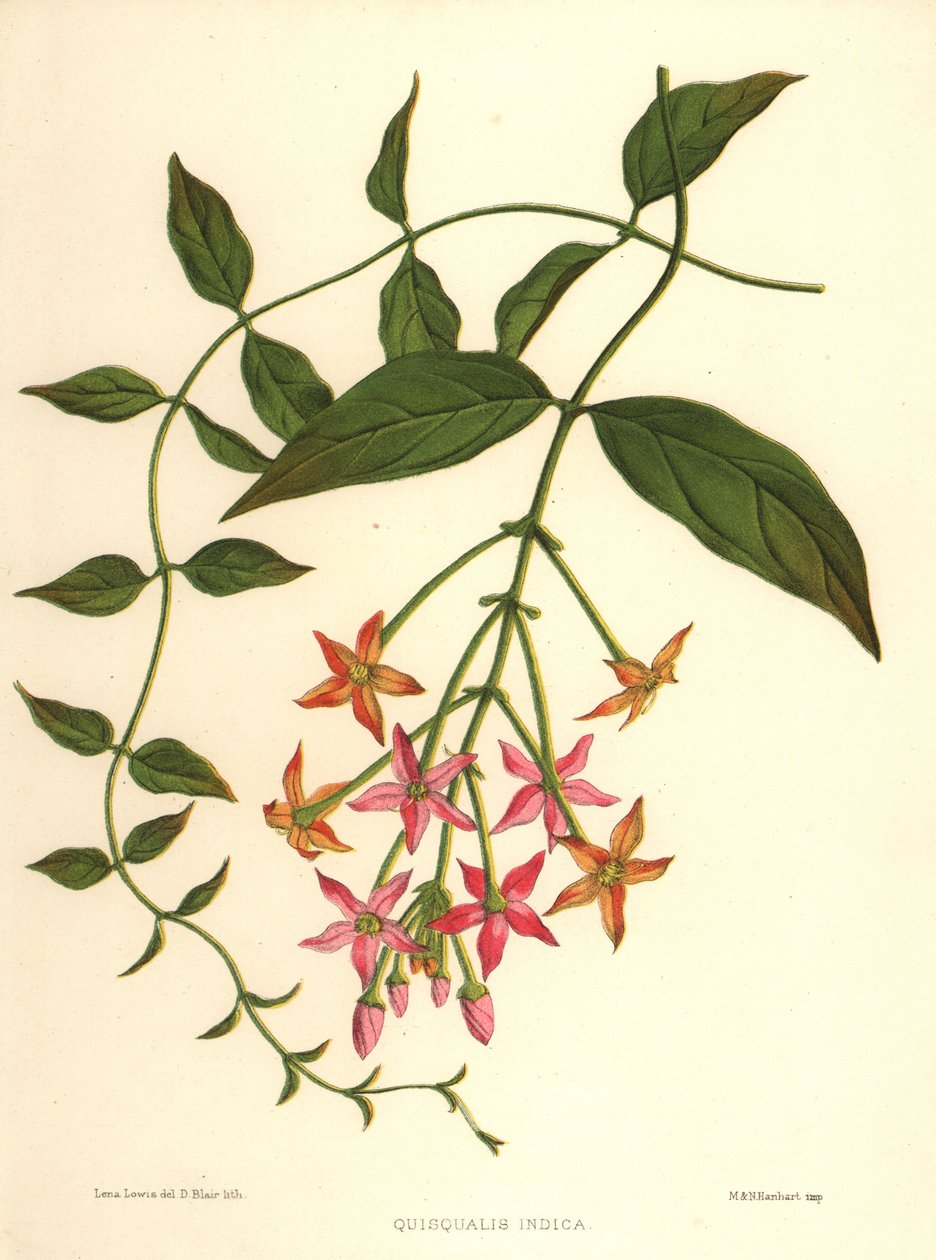 Kiinan kuusama tai Rangoon creeper, Combretum indicum (Quisqualis indica) tekijältä Unknown