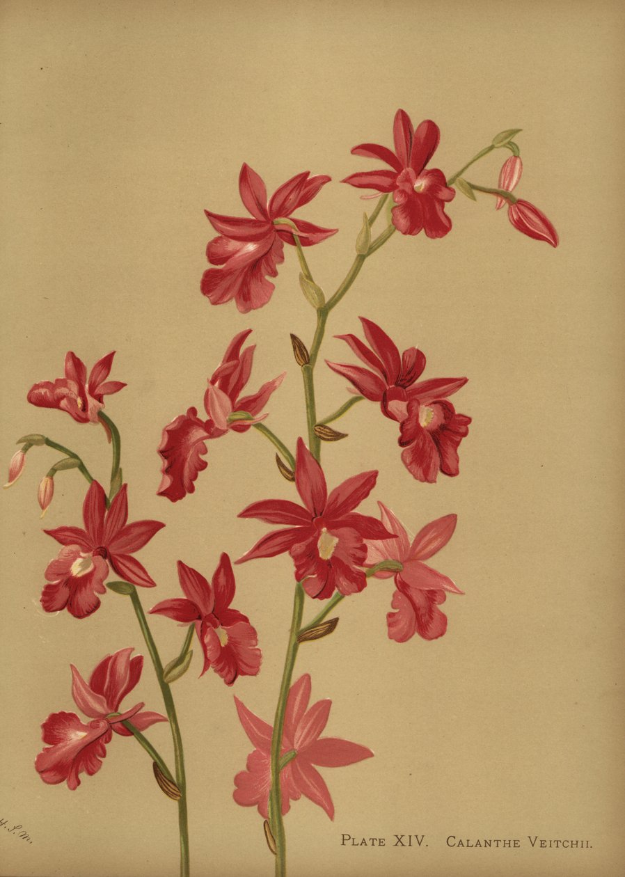 Jouluorkideahybridi, Calanthe x veitchii tekijältä Unknown