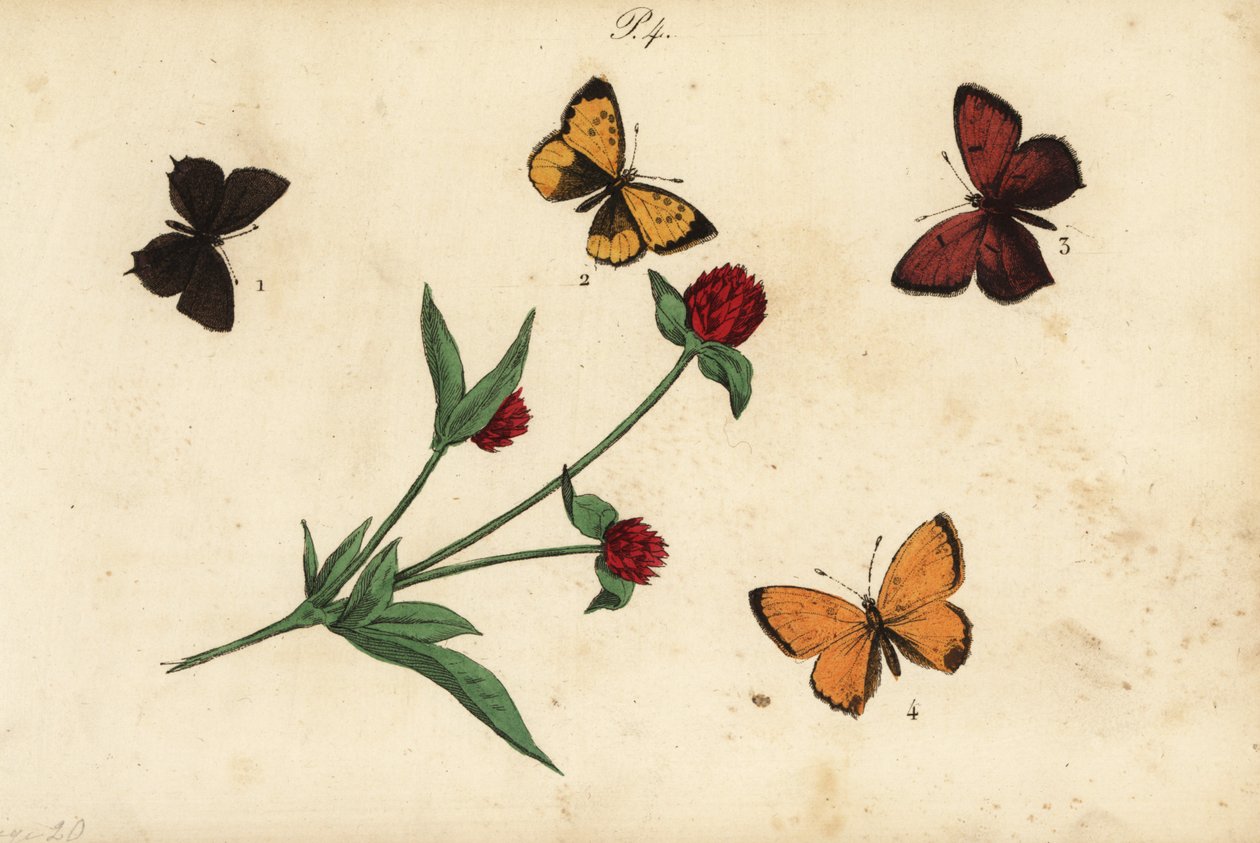 Tavallinen akaasiansininen, Polyommatus icarus 1, Provence-hiusputki, Tomares ballus 2, purppurareunainen kupari, Lycaena hippothoe 3 ja niukka kupari, Lycaena virgaureae 4 tekijältä Unknown