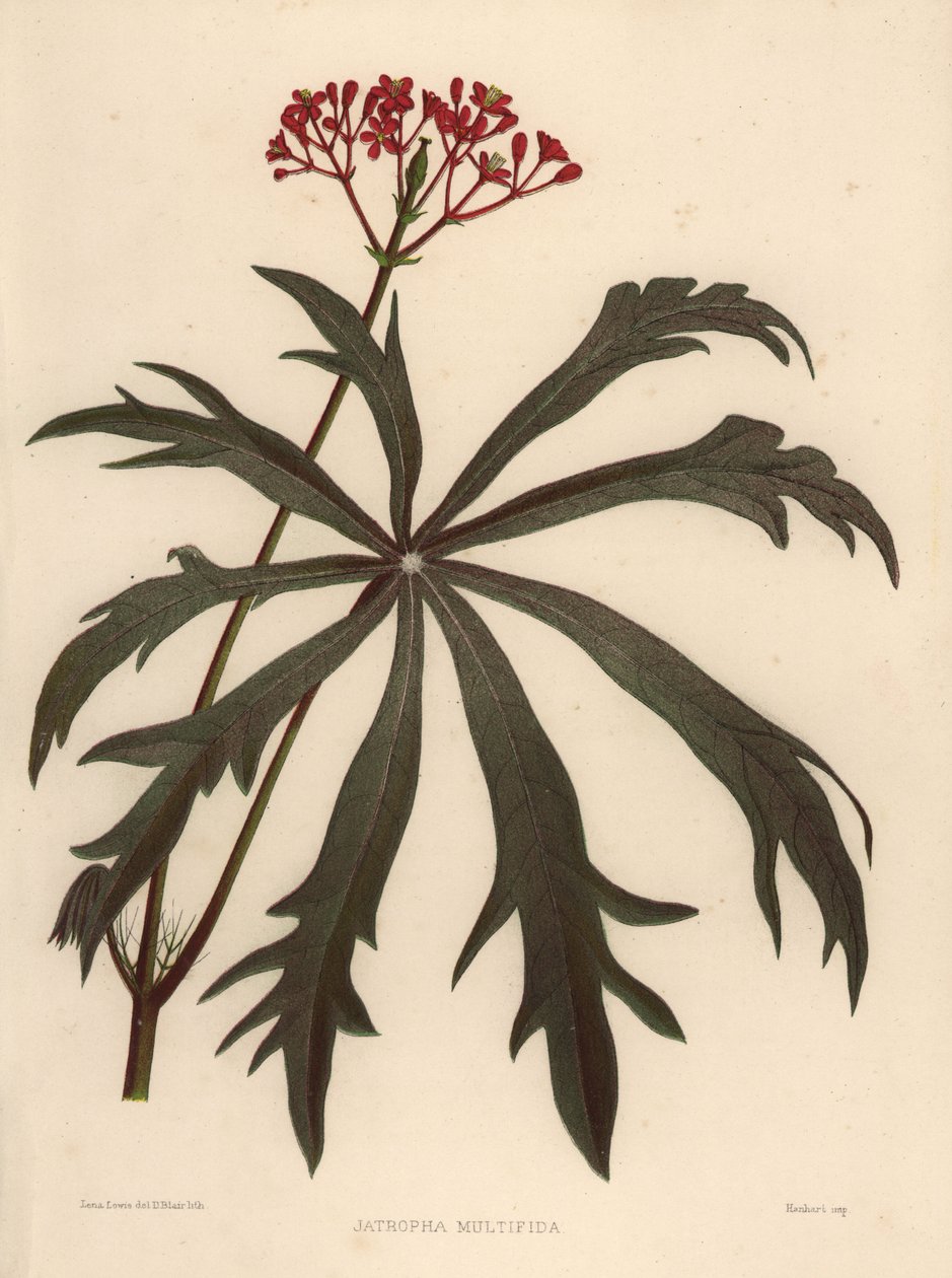 Coralbush, Jatropha multifida tekijältä Unknown