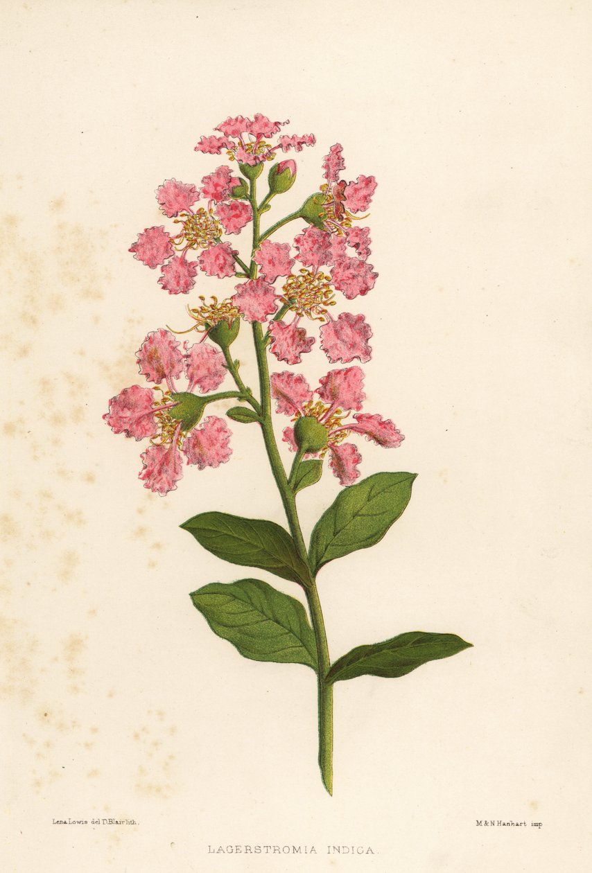 Rapumyrtti, Lagerstromia indica tekijältä Unknown