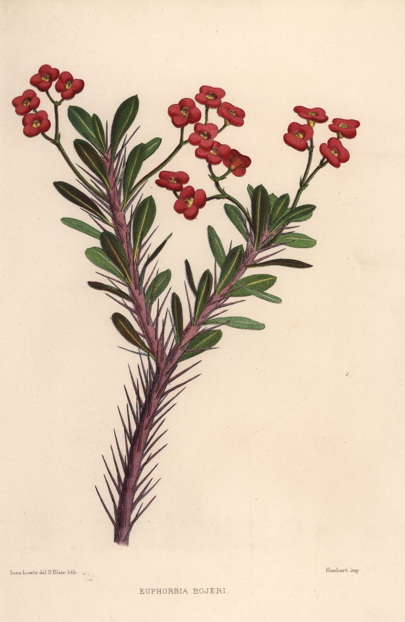 orjantappurakruunu, Euphorbia milii (Euphorbia bojeri) tekijältä Unknown