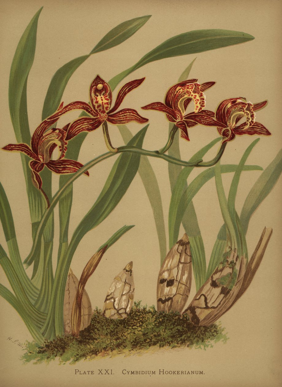Cymbidium hookerianum -orkidea tekijältä Unknown