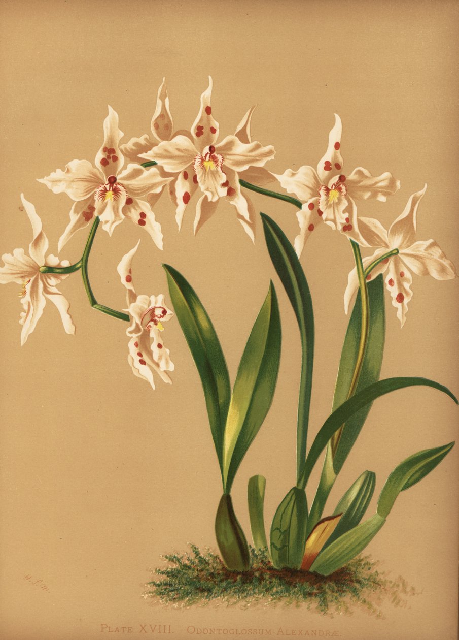Tanssiva lady-orkidea, Oncidium alexandrae (Odontoglossum alexandrae) tekijältä Unknown