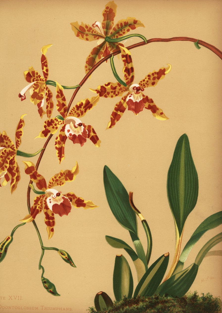 Tanssiva lady-orkidea, Oncidium spectabilis (Odontoglossum triumphans) tekijältä Unknown