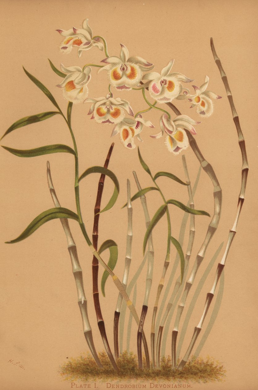 Devons dendrobium orkidea, Dendrobium devonianum tekijältä Unknown