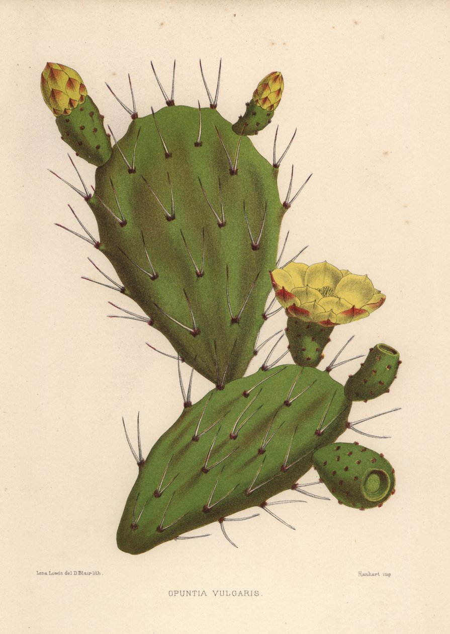 Itäinen viikunapäärynä, Opuntia ficus-indica (Opuntia vulgaris) tekijältä Unknown