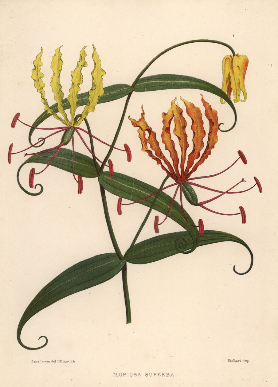 Flame lilja, Gloriosa superba tekijältä Unknown