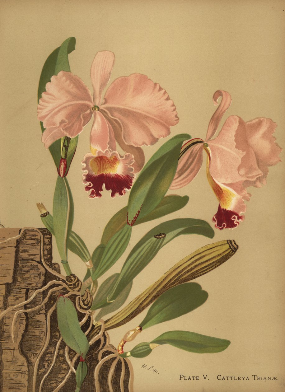 Flor de Mayo tai jouluorkidea, Cattleya trianae tekijältä Unknown