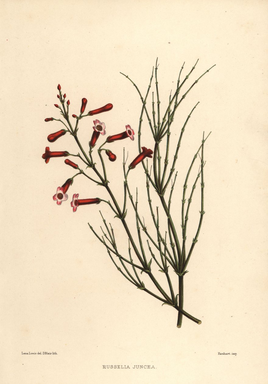 Suihkulähdepensas tai sähinkäinen kasvi, Russelia equisetiformis (Russelia juncea) tekijältä Unknown