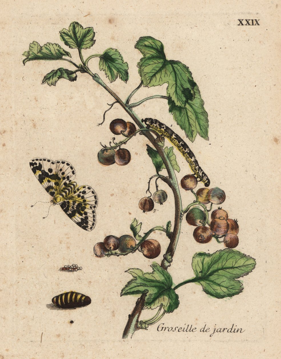 Karviaismarjakasvi, groseille de jardin, Ribes uva-crispa koi, toukka ja nukke, levy XXIX tekijältä Unknown