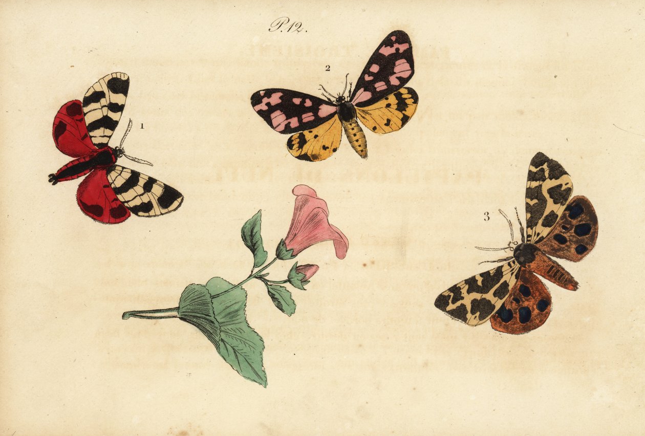 Hebe-tiikerikoi, Arctia festiva 1, kermantäplätiikeri, Epicallia villica 2 ja puutarhatiikerikoi, Arctia caja 3. Ecaille hebe, Ecaille fermiere, Ecaille martre tekijältä Unknown