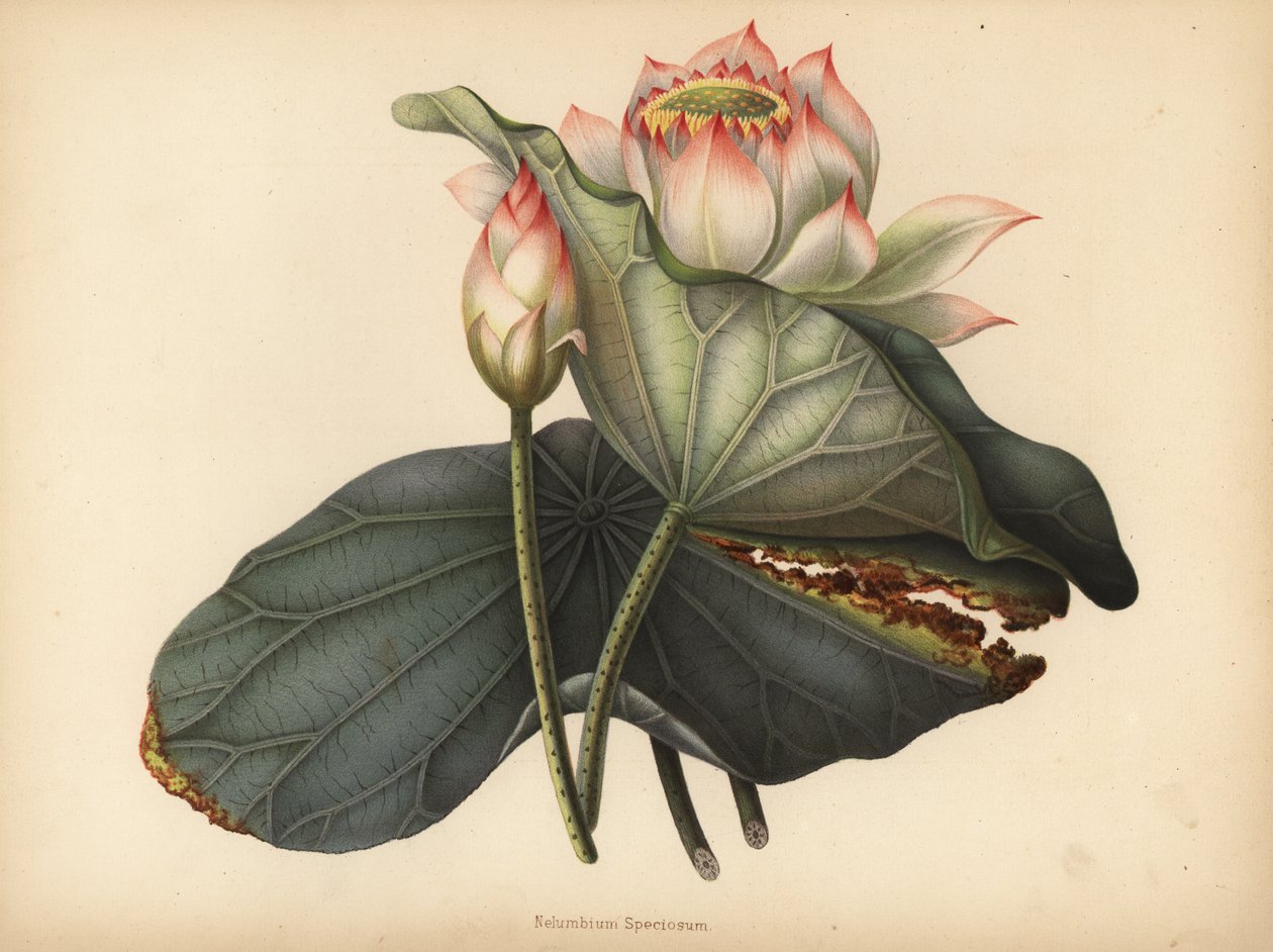 Intian lootus, Nelumbo nucifera (Nelumbium speciosum) tekijältä Unknown
