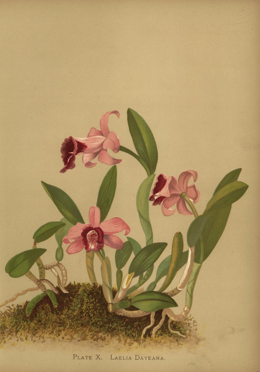 Laelia dayana tai Cattleya bicalhoi -orkidea tekijältä Unknown