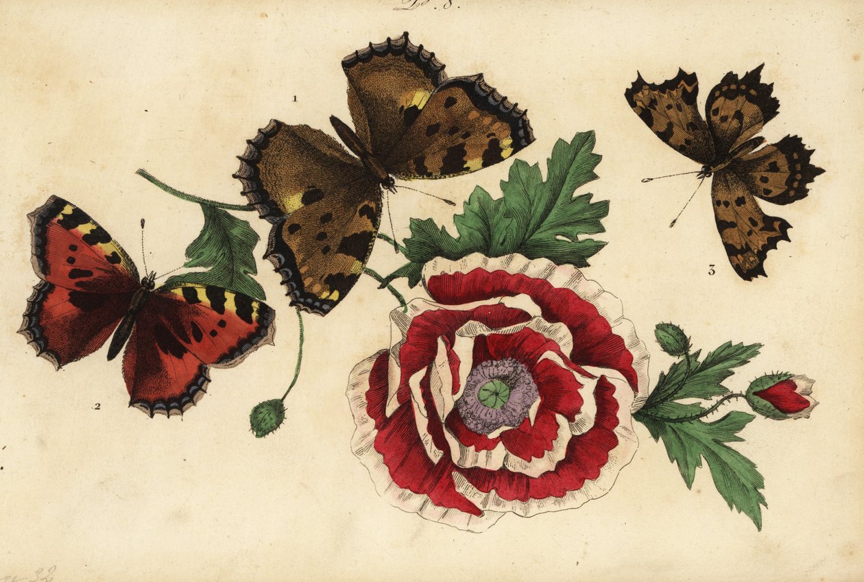 Iso kilpikonnankuori, Nymphalis polychloros 1, pieni kilpikonnankuori, Aglais urticae 2 ja pilkkuperhonen, Polygonia c-album 3, unikon kanssa tekijältä Unknown