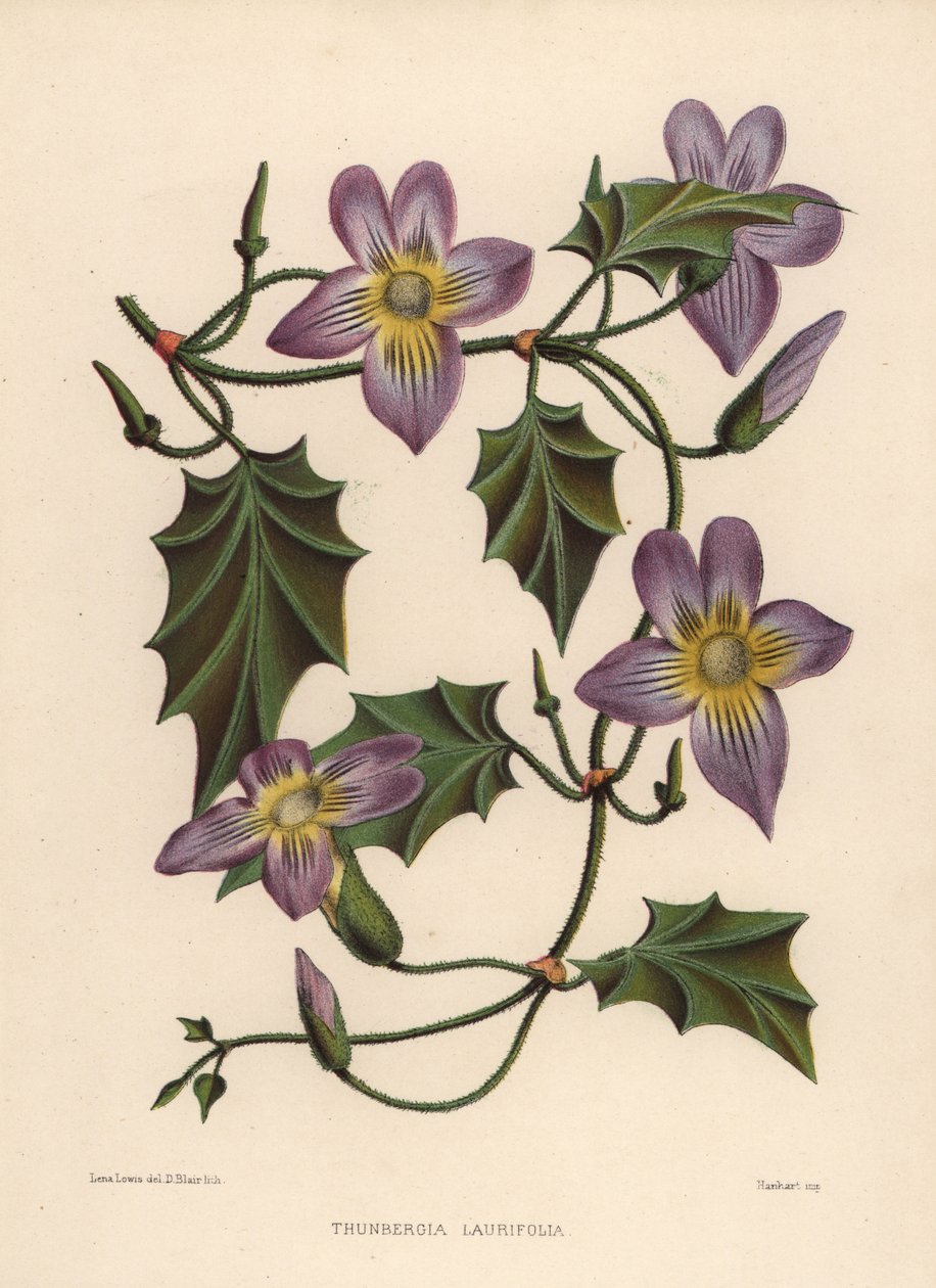 Laurel-kelloköynnös tai sininen trumpettiköynnös, Thunbergia laurifolia tekijältä Unknown