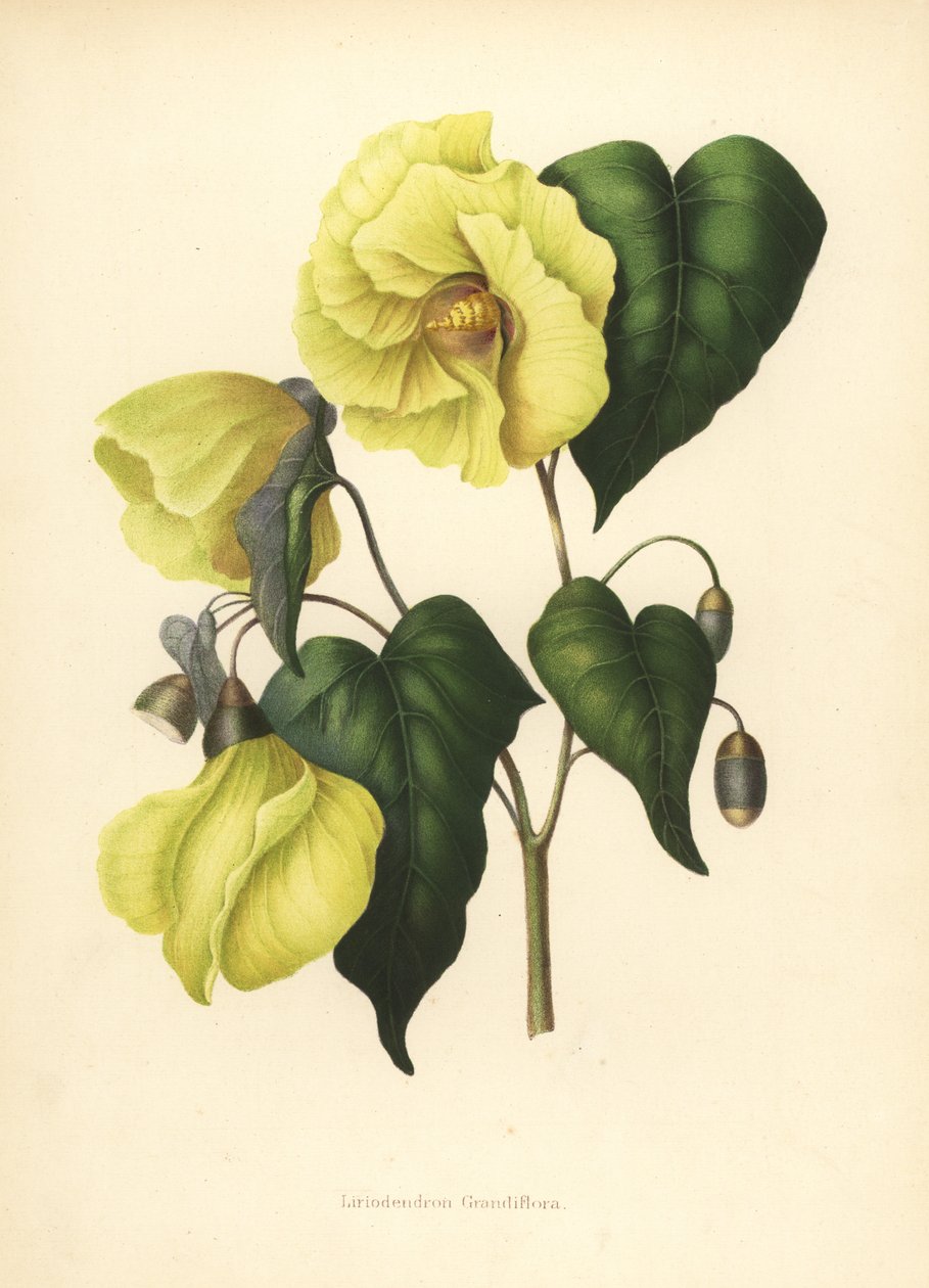 Magnolia pterocarpa sukupuuttoon tekijältä Unknown