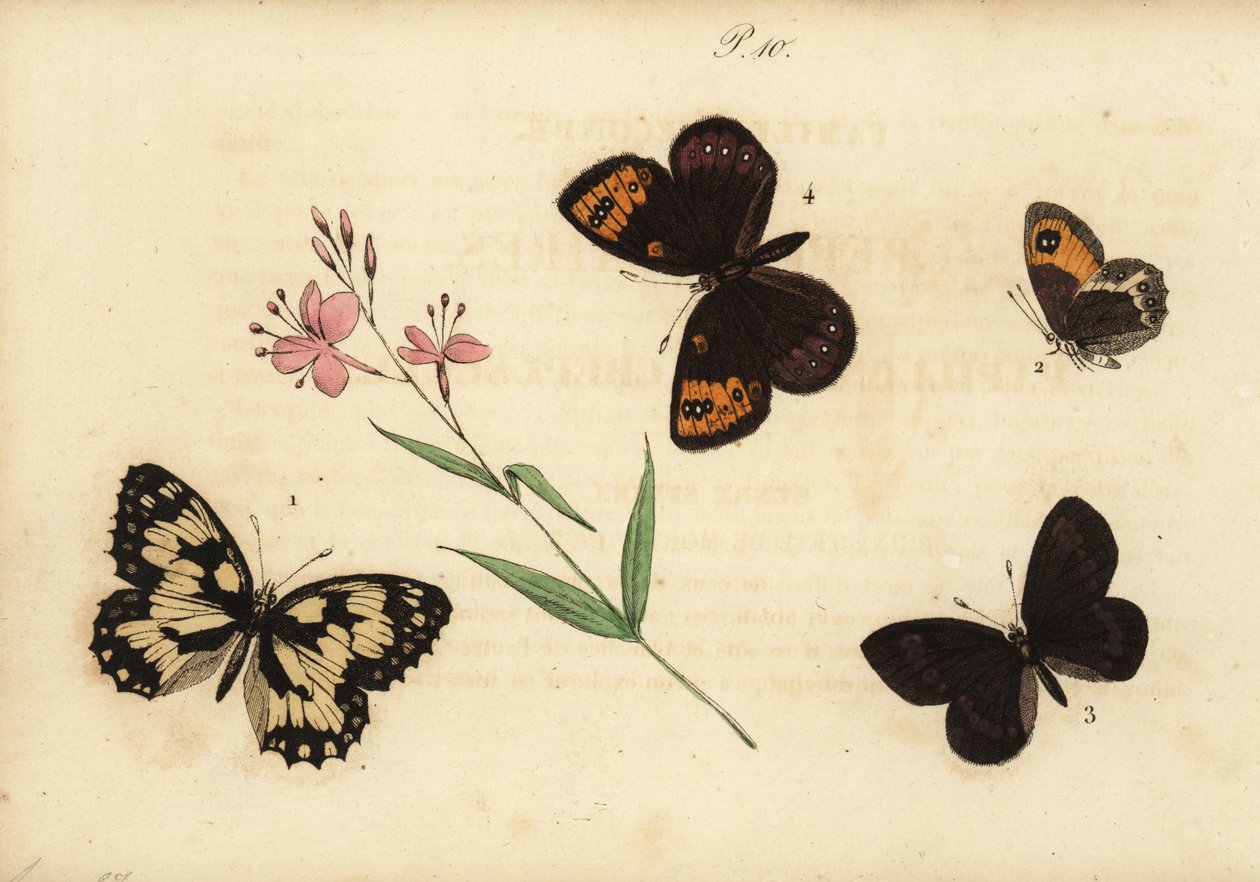 Marmoroitu valkoinen, Melanargia galathea 1, espanjalainen portinvartija, Pyronia bathseba 2, mantelisormus, Erebia alberganus 3 ja kevätsormus, Erebia epistygne 4. Satyre demi-deuil, Satyre pasiphae, Satyre ce tekijältä Unknown