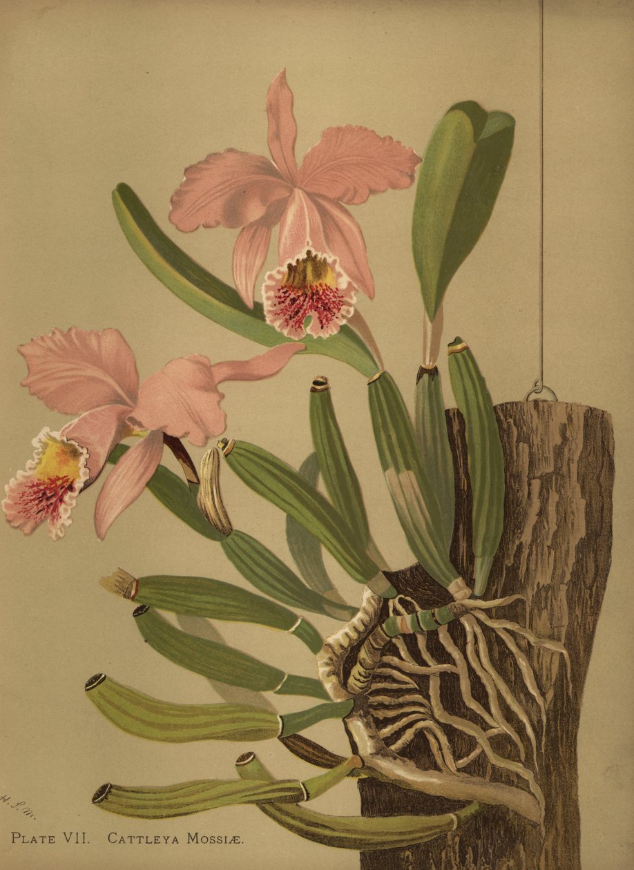 Mosss cattleya tai pääsiäisorkidea, Cattleya mossiae tekijältä Unknown